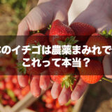 「日本のイチゴは農薬まみれで危険」は本当？