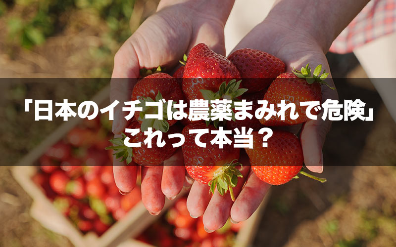 「日本のイチゴは農薬まみれで危険」は本当？