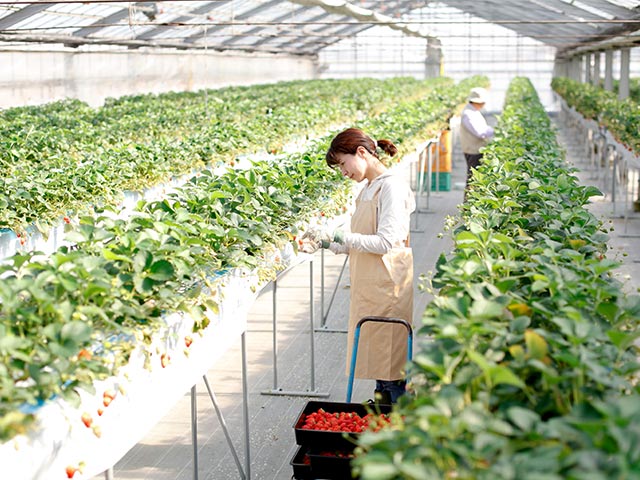 「日本のイチゴは農薬まみれで輸出できない」の実態は？